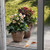 Helleborus 'Emma' 2.5L