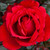 Rose 'Aroha' 4.7L