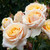 Rose 'Better Times' 4.7L