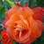 Rose 'Christchurch' 4.7L