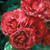 Rose 'Kiwi' 4.7L