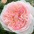 Rose 'Fairytale Magic' 4.7L