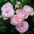Rose 'The Sarjeant Rose' 4.7L