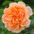 Rose 'Dame Judi Dench' - Engli 4.7L