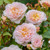 Rose 'Emily Bronte' - English 4.7L