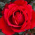 Rose 'Aroha' - Standard 4.7L