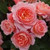 Rose 'My Mum' - Patio Standard 4.7L