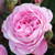 Rose 'Pink Ribbon' - Patio Sta 4.7L