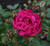 Rose 'Mulberry Wine' - Patio S 6L