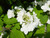 Viburnum plicatum 'Mariesii' PB18