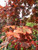 Acer platanoides 'Nigrum' PB18 Acer platanoides 'Nigrum' PB18