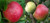 Apple Dual 'Hetlina/Montys Sur PB18