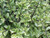 Pittosporum t  'Mountain Jade' 15L (103487) 6L