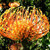 Leucospermum 'Harry Chittick' 1.5L