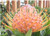 Leucospermum 'Maui Magic' 1.5L
