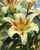 Lilium Oriental 'Nymph'