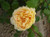 Rose 'Golden Celebration' 4.7L