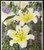 Lilium - Oriental 'Catina'