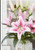 Lilium - Oriental 'Frontera'
