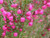 Boronia heterophylla 2.5L