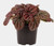 Peperomia 'Red Burbella' 14cm