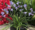 Agapanthus 'Mini Me' 1.5L