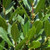 Laurus 'Tuscan Tower' 3.5L