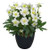 Helleborus 'Heavenly' 1.5L
