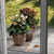 Helleborus 'Emma' 2.5L (103665) 2.5L