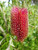 Banksia coccinea 1.5L (113997) 1.5L (100541) 1.5L (103778) 1.5L