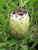 Protea neriifolia 'Alba' 3.5L (103794) 3.5L