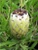 Protea neriifolia 'Alba' 3.5L (103794) 3.5L