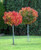 Liquidambar s 'Gumball' - 1.2 PB18 Liquidambar s 'Gumball' - 1.2 PB18