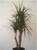 Dracaena marginata 17cm