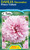 Dahlia Decorative 'Prince Vali