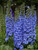 Delphinium 'Blue Lace' 1.25L
