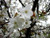 Prunus serrulata 'Tai Haku' -  PB18 (100652) PB18 (1201235) PB18 Prunus serrulata 'Tai Haku' -  PB18 (100652) PB18 (1201235) PB18
