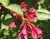 Weigela florida 'Newport Red' 4.5L