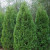 Thuja orientalis 'Blackmans Bl 8.5L