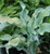 Hosta 'Gravity Rocks' 2.5L