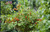 Hanging Baskets Planted Strawb (88239) (115577)