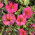 Petunia 'Beautical Ocean Blue' 14cm (115583) 14cm