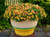 Calibrachoa Calipetite 'Aprico 14cm Calibrachoa Calipetite 'Aprico 14cm