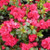 Azalea 'Goyet' 2.5L