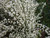Cytisus multiflorus 'Albus' 2.5L (1201571) 2.5L