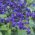 Heliotrope 'Cherry Pie' 9cm