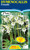 Hymenocallis 'Festalis'