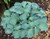 Hosta 'Blue Mouse Ears' 2L
