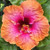 Hibiscus 'Erin Rachel' 2.5L