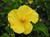 Hibiscus 'Fiji Gold' 2.5L